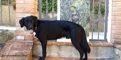 neighbor's black dog Yoda stands in front of the finished painting of an olive tree while artist Kelly Borsheim tries to photograph the artwork