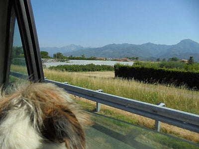 The dog and the artist get treated to a road trip to a bronze foundry in Pietrasanta, Italia