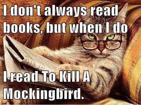 Cats and Books: A Love Story, in Memes – Page Chaser