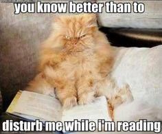 Cats and Books: A Love Story, in Memes – Page Chaser