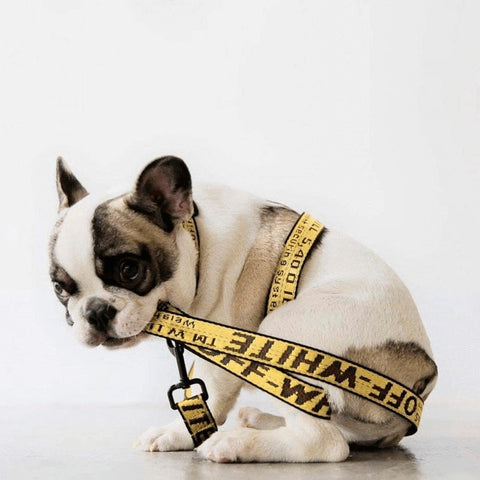 off white dog collar