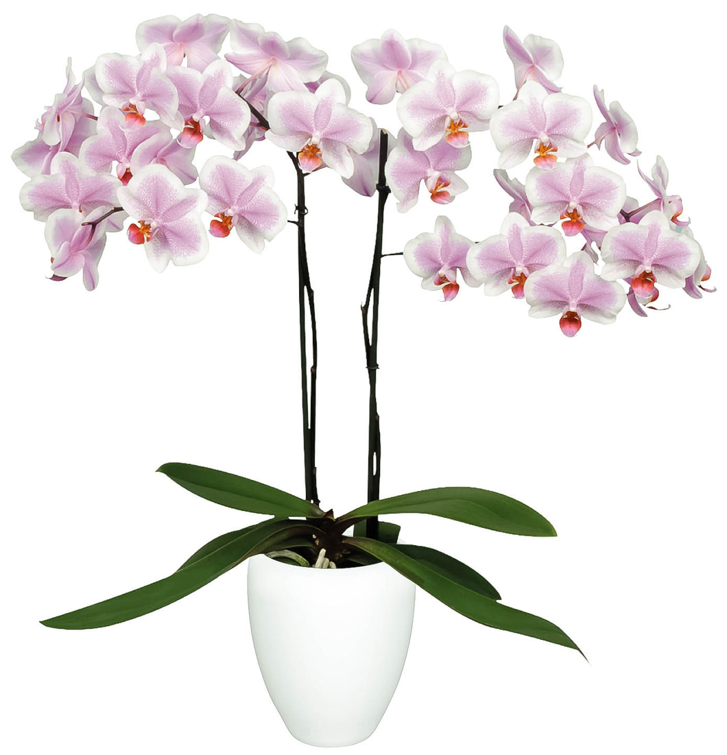 ORQUÍDEA DOS TALLOS ALTA AMSTERDAM (MP) – Solo Orquídeas