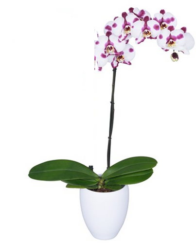 Orquideas 1 Tallo – Solo Orquídeas