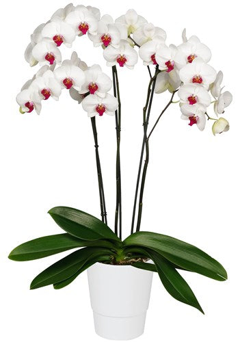 ORQUIDEA TRES TALLOS BLANCA - PURE LOVE (MP) – Solo Orquídeas