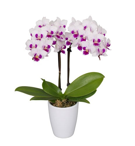 ORQUIDEA MEDIANA WHITE/FUSHA (MC) – Solo Orquídeas