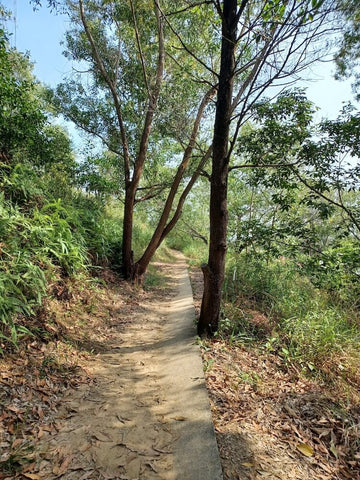 Bukit Kopungit trail. Photo by Vann Lee.