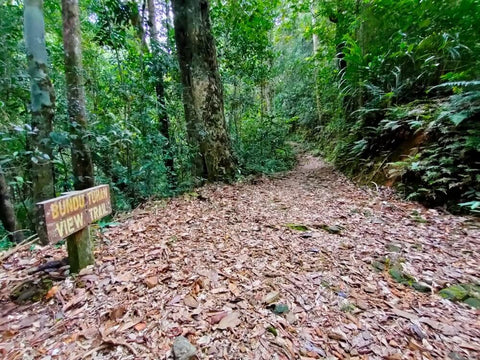 Bundu Tuhan trail. Photo by Adeline Chin.