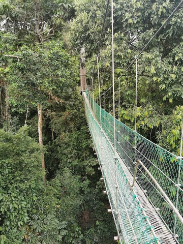 Danum Valley canopy bridge. Photo by Matt Coman.