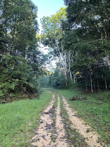 FRIM forest trail. Photo by Ir Amran.