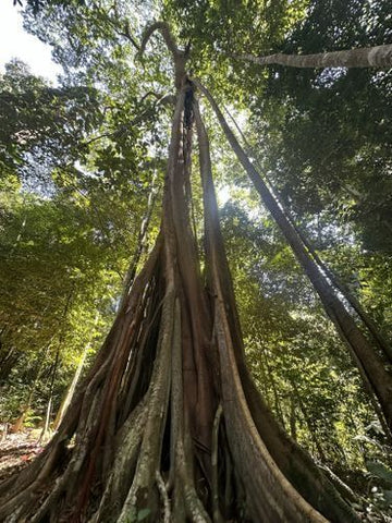 Gunung Matcincang's mighty tree. Photo by Guangchao Xu.