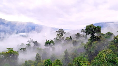 Maliau Basin misty forest. Photo by Edzwan Shafiq.