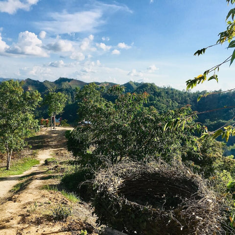 Matanoi Hill bird nest photography spot. Photo by Matanoi Hill IG.