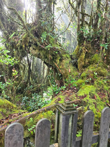 Mossy Forest - one of the most scenic hiking trails. Photo by Lorna Xavier of Nightbird Creatives.