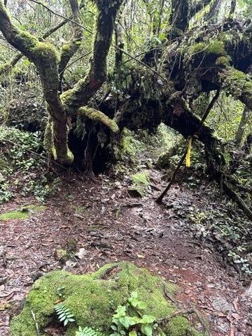 Gnarled trees can be encountered as you walk along the Parit Falls hiking trails for an interesting sight. Photo by Thibault Kosior.