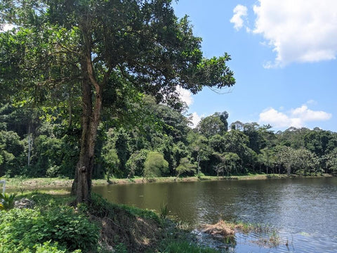 Sungai Tekala Recreational Forest. Photo by Ali Sobree Mustafa.