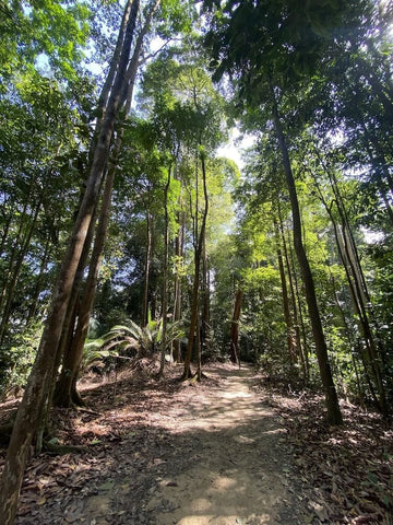 Wawasan Hill trail. Photo by Louisa Mark.