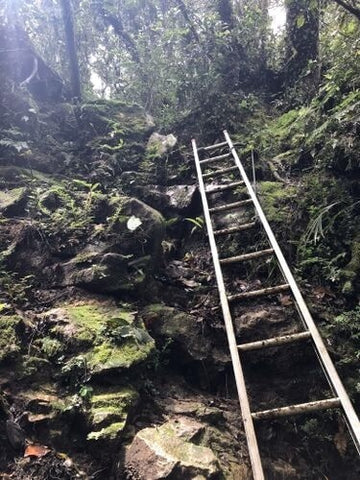Gunung Nuang's challenging ladder climbs. This hiking trail borders between Selangor and Pahang. Photo by M Sham.
