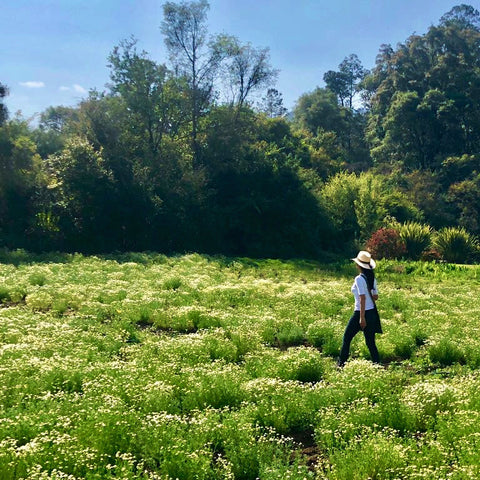 chamomile field