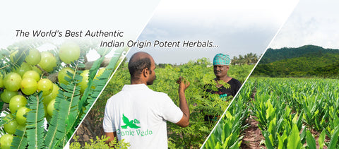 Organic Veda from AGF India