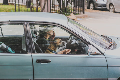 Dog in car