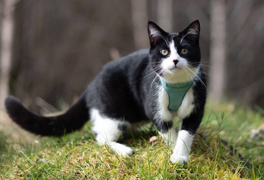 Wild Piccolo Blue Cork Cat Harness