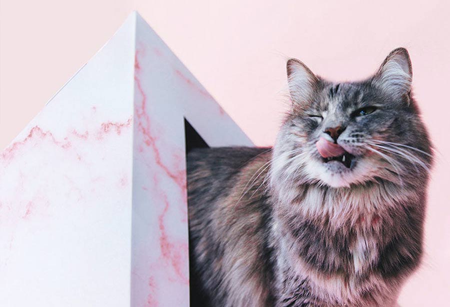 Pink Cat Cardboard Pyramid