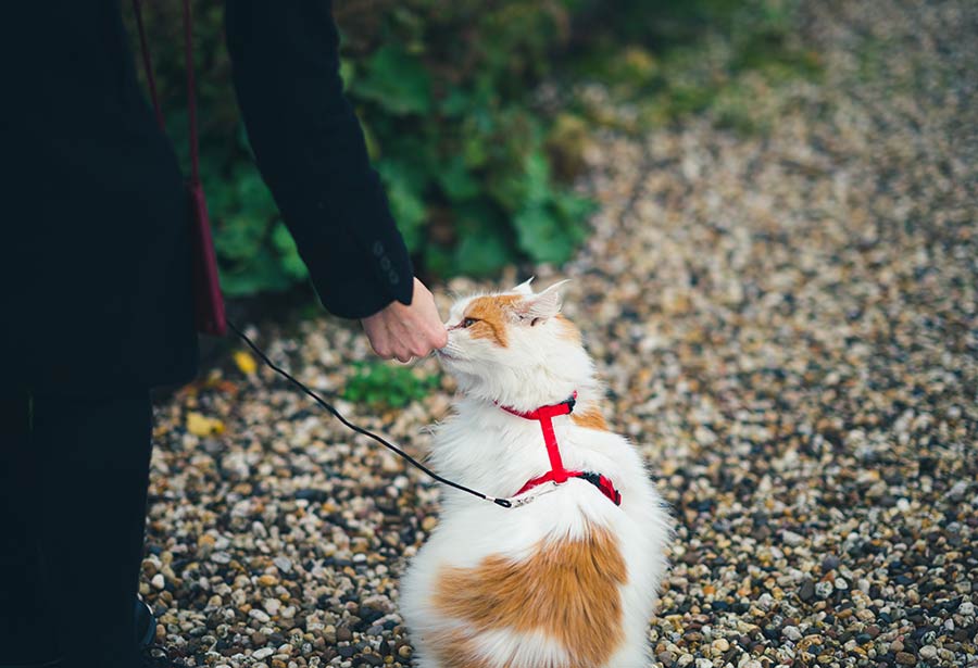 Cat treat outside