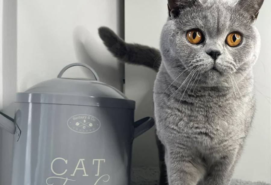Grey Cat Storage Tin