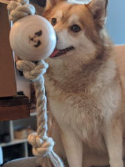 pomsky with natural dog toy