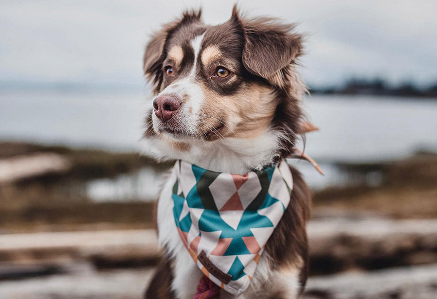 Wilderdog Dog Bandana