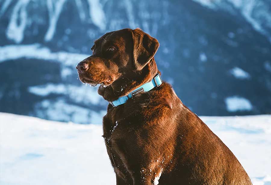 Teal Waterproof Dog Collar