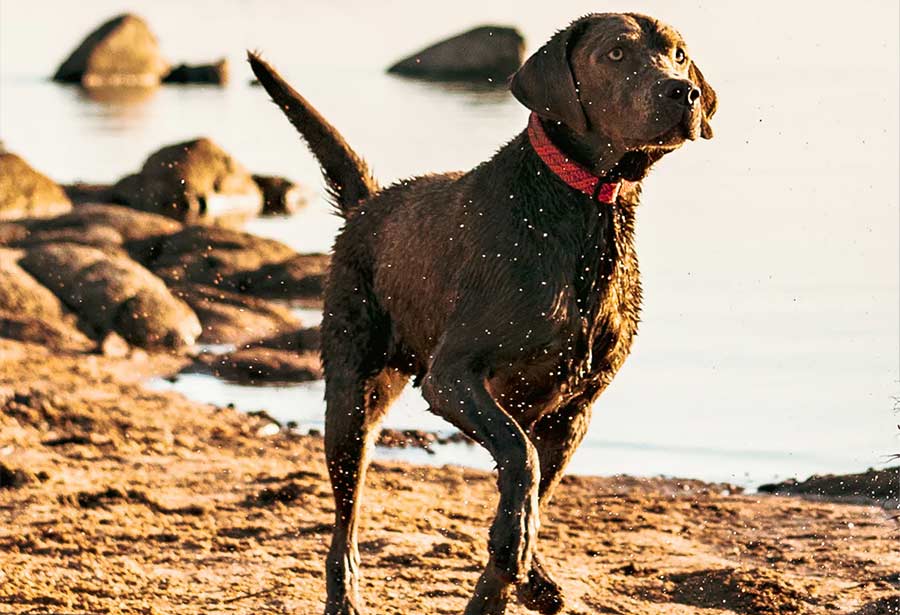 Dog with Collar