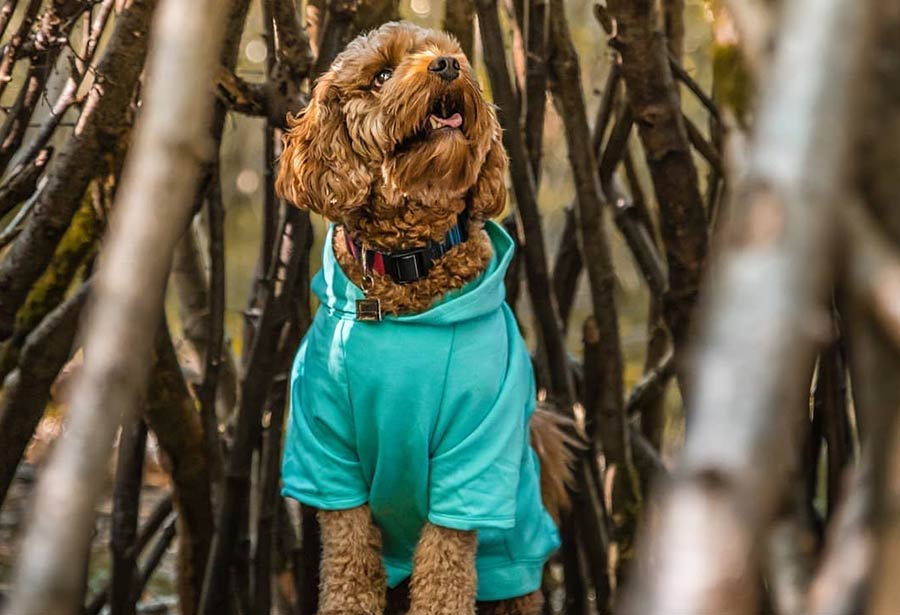 Eco Pup Hoodie