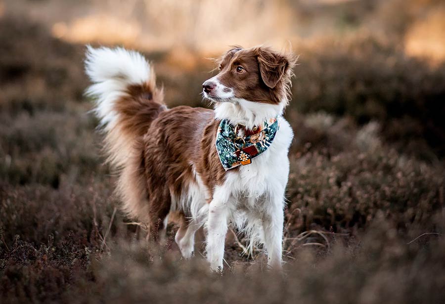 Foxmoth bandana