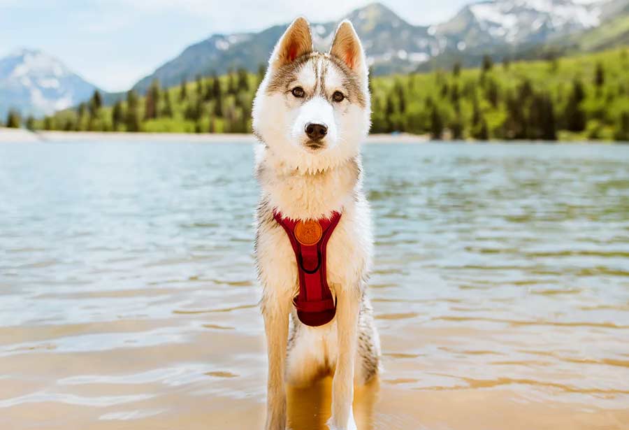 Red Dog Harness