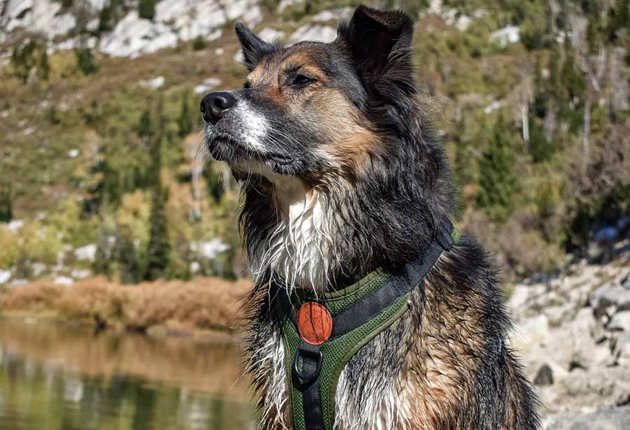 Dog Collar vs. Harness - Which Is Better for Your Dog? - Omlet Blog UK