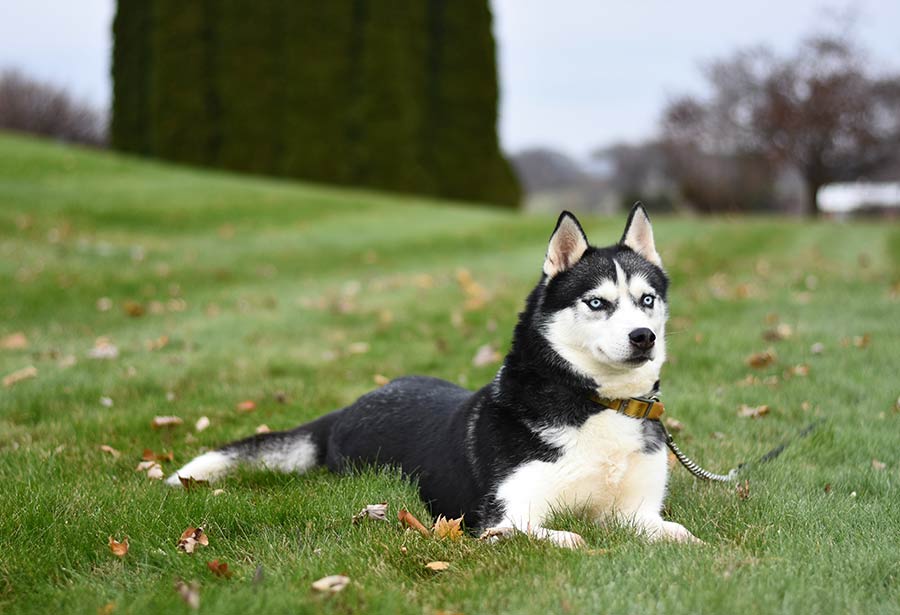 Husky Dog Lead