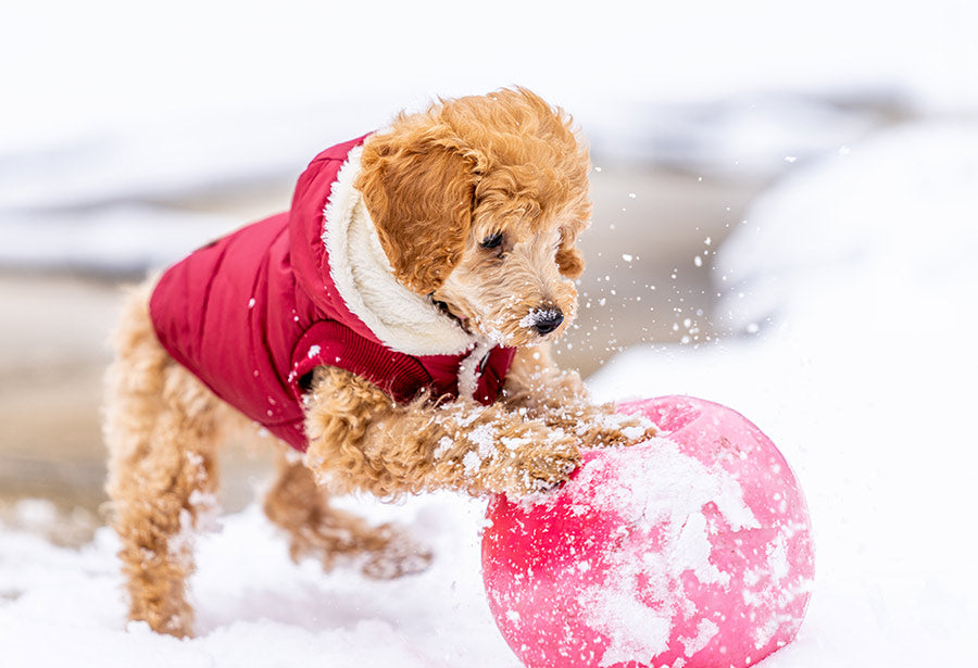 Puppy Playing in Snow