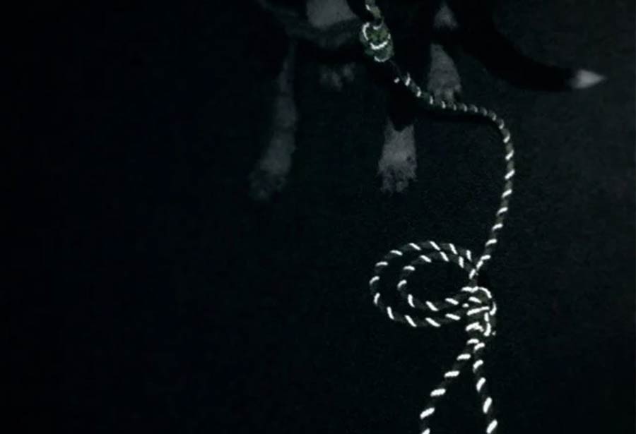 Reflective dog lead