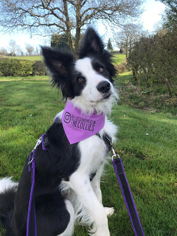 Floss from Emily's Canine Crew