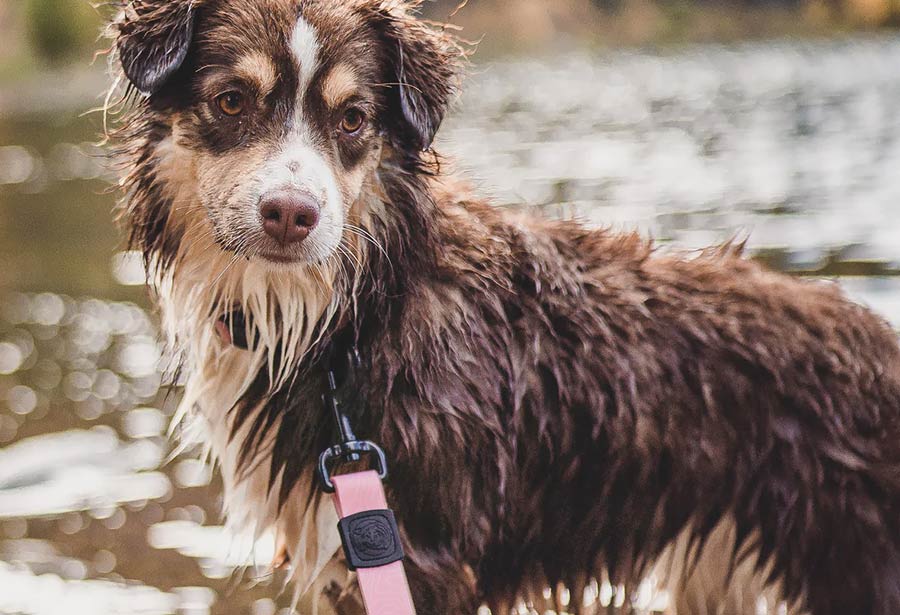 Waterproof dog lead