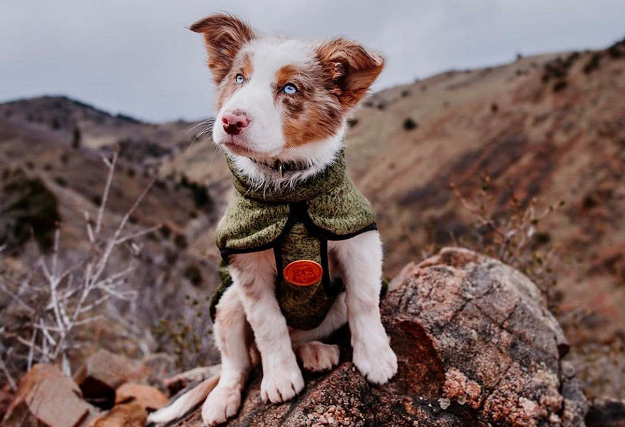 Wilderdog Dog Fleece