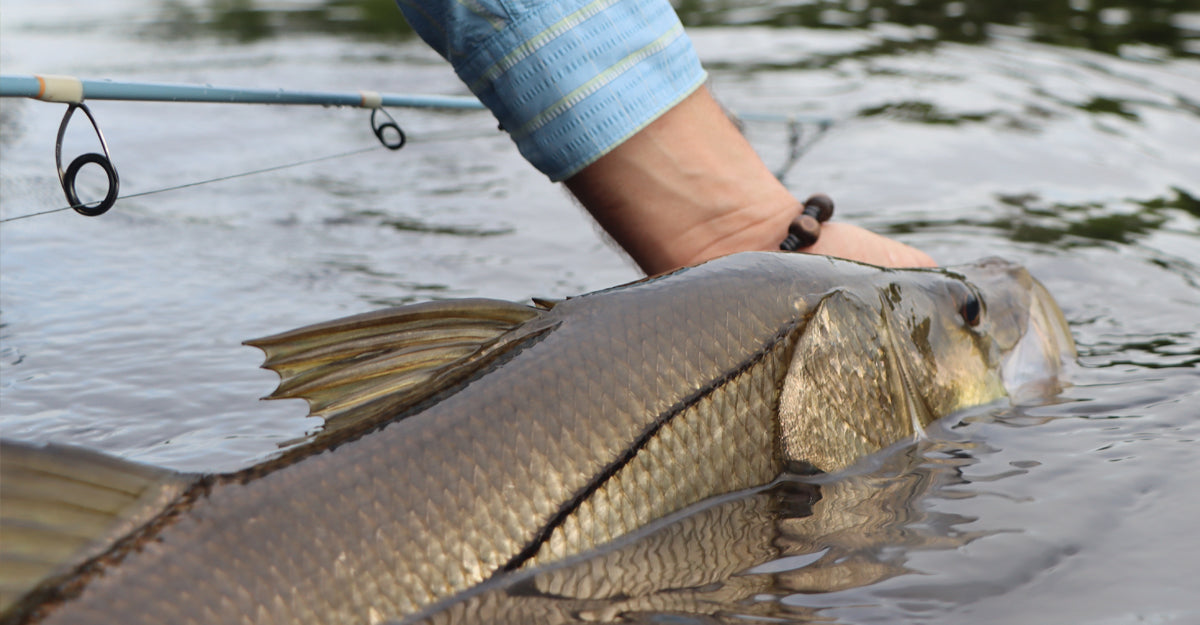 Snook Caught on Maven Gulf Rod