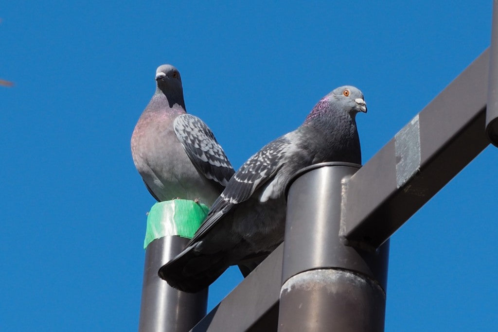 非常に困った 鳩の被害事例 イノホイ オンラインショップ