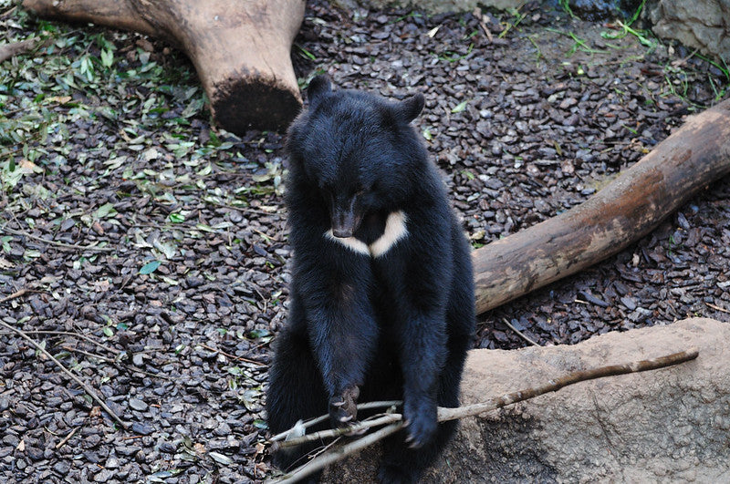 クマの生態と被害防止対策