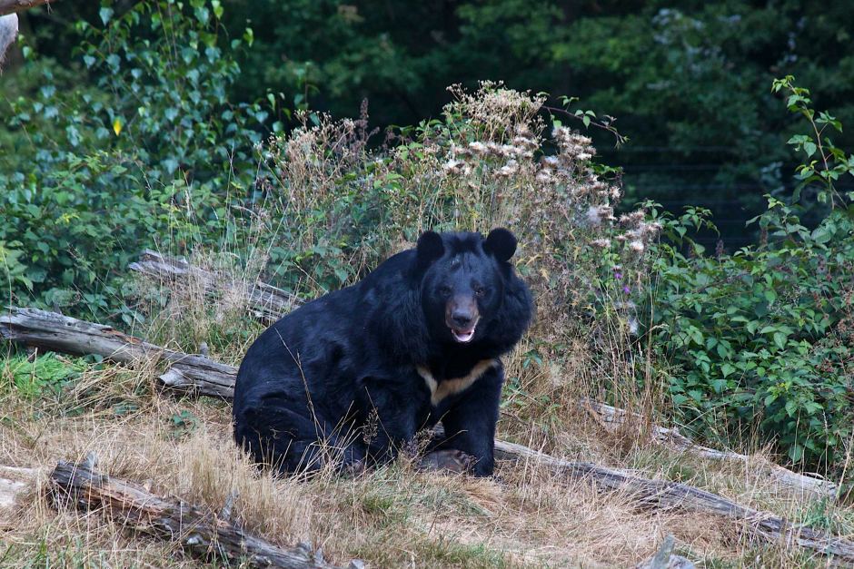 クマ対策 商品一覧 捕獲実績多数 鳥獣対策用品のイノホイ イノホイ オンラインショップ