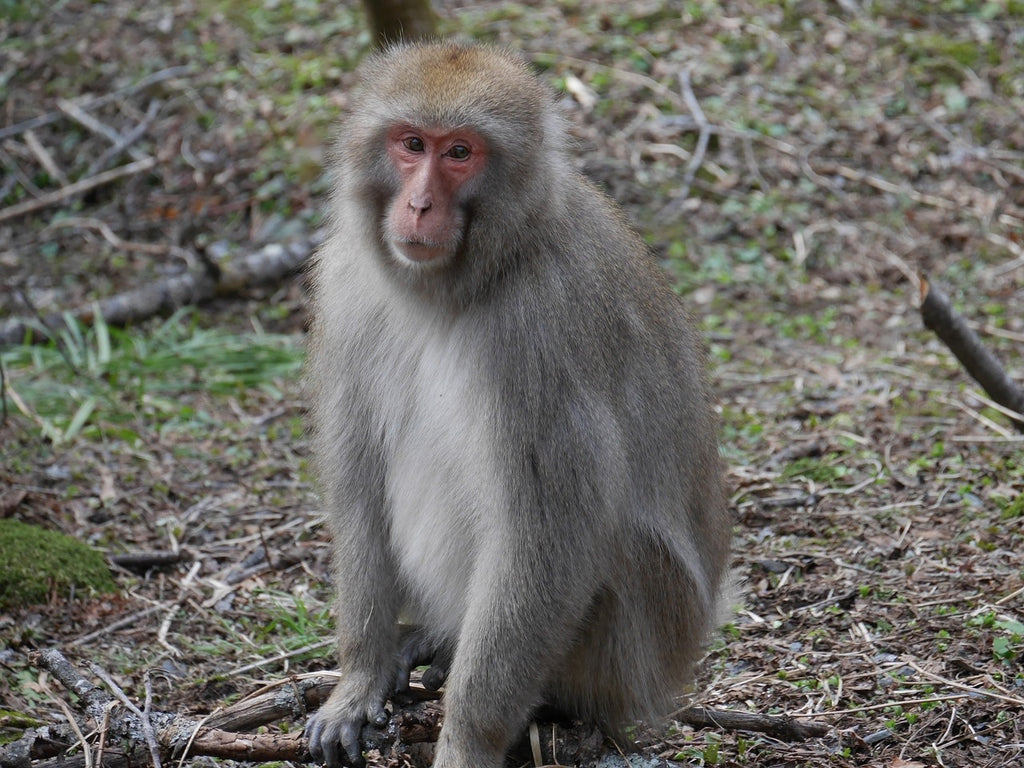 獣害対策 ニホンザルの被害防除 捕獲について イノホイ オンラインショップ