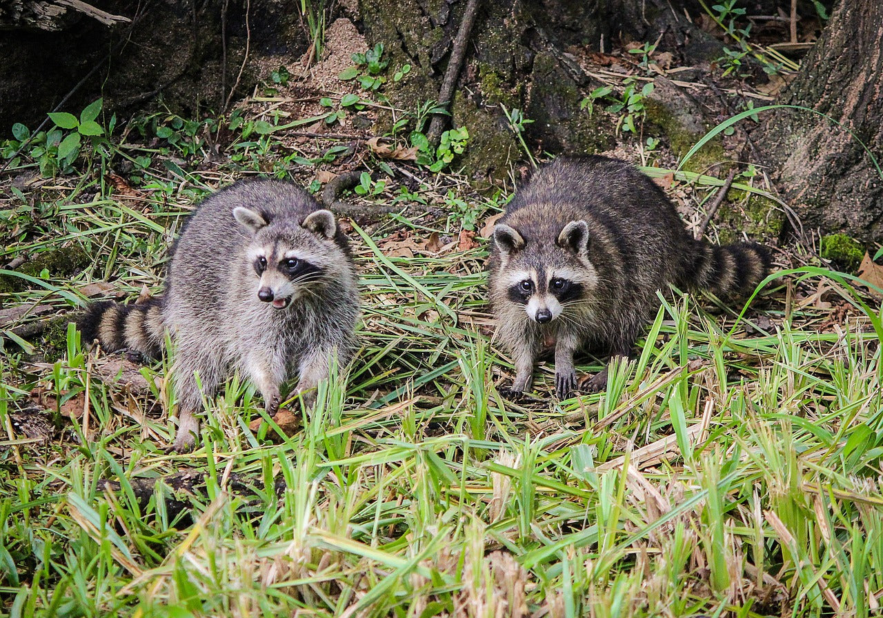 アライグマの生態・対策について