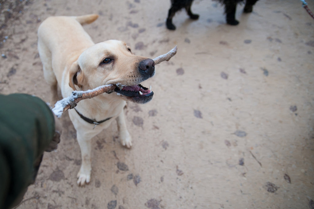 猟犬の種類と特徴について 追い込み方法なども解説 イノホイ オンラインショップ