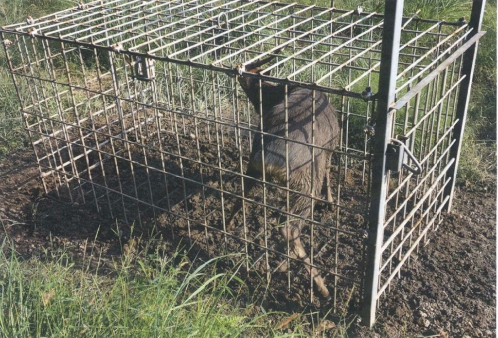 キョンの捕獲・駆除について